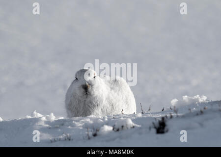 Lièvre variable (Lepus timidus) à la ligne droite en forme sur une colline couverte de neige dans les Highlands écossais, mars 2018 Banque D'Images