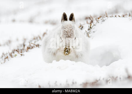 Lièvre variable (Lepus timidus) en forme de toilettage sur colline couverte de neige dans les Highlands écossais, mars 2018 Banque D'Images