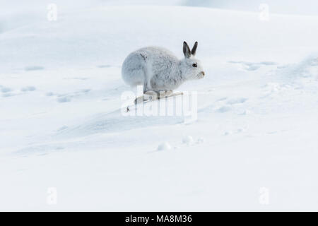 Lièvre variable (Lepus timidus) exécuté sur une colline couverte de neige dans les Highlands écossais, mars 2018 Banque D'Images