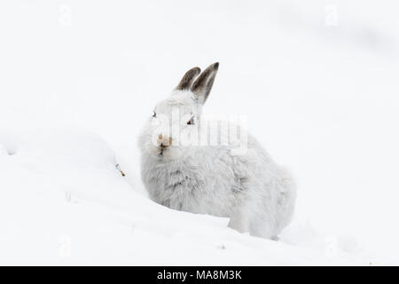 Lièvre variable (Lepus timidus) en direction de caméra dans sa forme sur une colline couverte de neige dans les Highlands écossais, mars 2018 Banque D'Images