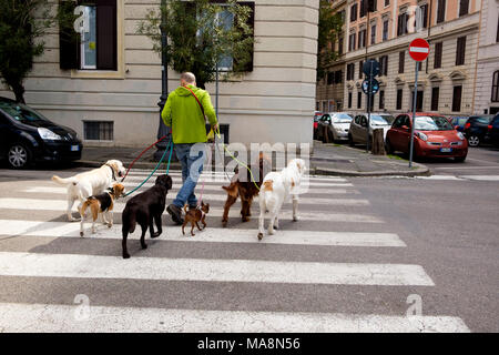 Dog walker avec une variété de races sur Via Carlo Botta, Rome Banque D'Images