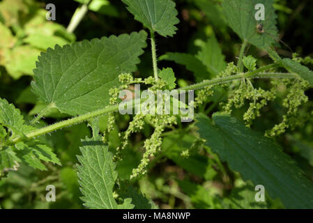 Les fleurs d'ortie commune Urtica dioica, Banque D'Images