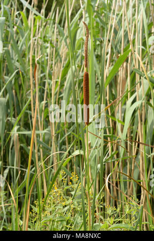 Moindre jonc, Typha angustifolia Banque D'Images