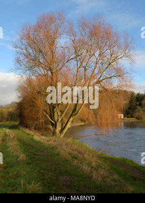 Un Saule au soleil sur la rivière Wye près de Hay on Wye Banque D'Images