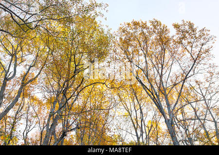 Vue sur les arbres jusqu'à l'automne feuillage rouge, orange-jaune feuilles isolées contre le ciel à Harper's Ferry, West Virginia, WV Banque D'Images