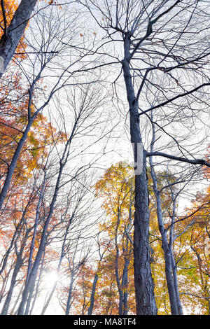 Vue sur les arbres jusqu'à l'automne feuillage rouge, orange-jaune feuilles isolées contre ciel dans Harper's Ferry, West Virginia, WV, trunks Banque D'Images