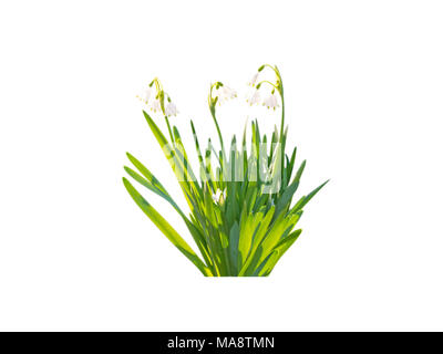 White snowdrop galanthus ou fleurs de printemps bouquet isolated on white Banque D'Images