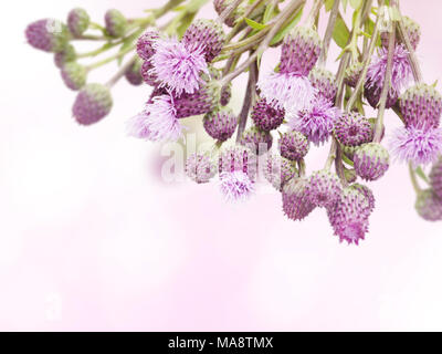 Le chardon pourpre mauvaises herbes fleurs et bourgeons rose dans le coin de l'arrière-plan flou. Bureau Floral. Banque D'Images