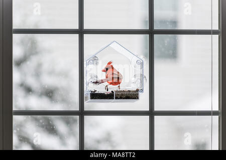 L'un mâle, rouge cardinal rouge, Cardinalis, oiseau perché sur la fenêtre de verre en plastique au cours d'hiver lourds colorés de la neige La neige en Virginie, fl Banque D'Images