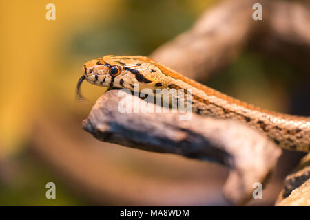 La couleuvre obscure Couleuvre léopard ou européenne (Zamenis situla), est une espèce de serpents colubridae nonvenomous Banque D'Images