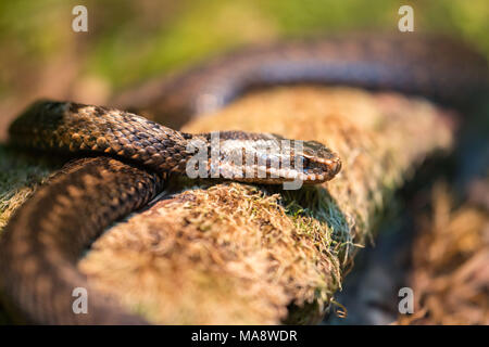 Vipera berus, l'additionneur européen commun européen commun ou viper, est un serpent venimeux qui est extrêmement répandu Banque D'Images