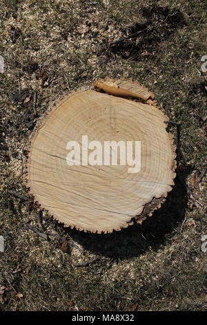 Section fraîchement coupé d'un arbre en vue de dessus). Banque D'Images