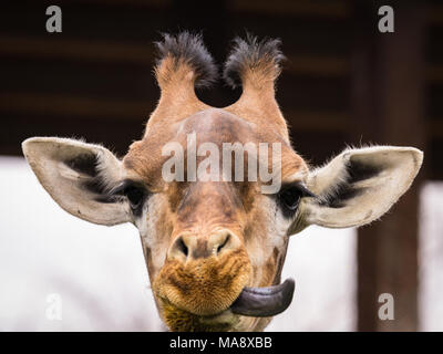 La Girafe (Giraffa) est une espèce d'ongulés artiodactyles (à l'Afrique, le plus grand mammifère terrestre vivant et le plus grand des animaux ruminants Banque D'Images