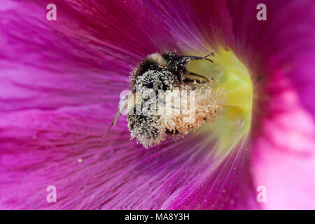 Bumble Bee dans Hollyhock Flower Banque D'Images