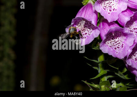 Un bourdon se dirige vers un gros plan des fleurs dans un jardin de campagne anglaise Banque D'Images