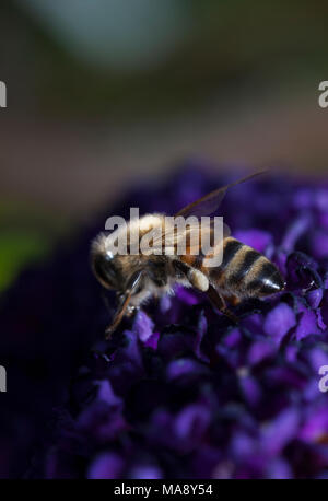 Abeille ouvrière sur fleur pourpre - éventuellement un Buddleia Banque D'Images