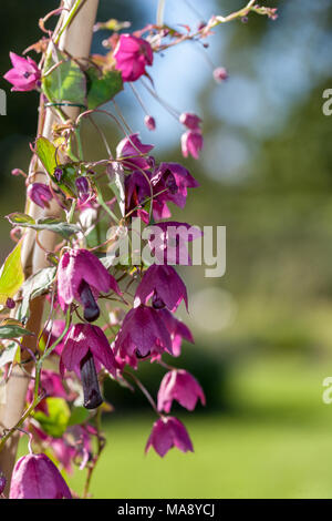 Purple Vine, Törnrosas kjortel Bell (Lophospermum atrosanguineum) Banque D'Images