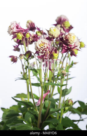 'Winky' ancolie commune (Aquilegia vulgaris, Akleja) Banque D'Images