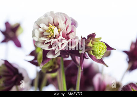 'Winky' ancolie commune (Aquilegia vulgaris, Akleja) Banque D'Images