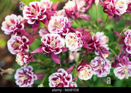 'Winky' ancolie commune (Aquilegia vulgaris, Akleja) Banque D'Images