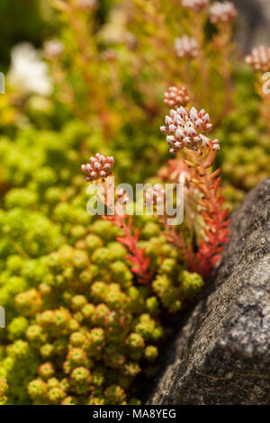 'Murale' orpin blanc, d'fetknopp (Sedum album) Banque D'Images