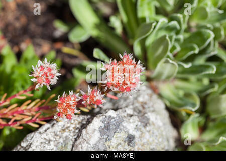 'Murale' orpin blanc, d'fetknopp (Sedum album) Banque D'Images