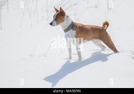 Chien Basenji matures debout sur une neige fraîche et à la recherche dans le lointain Banque D'Images