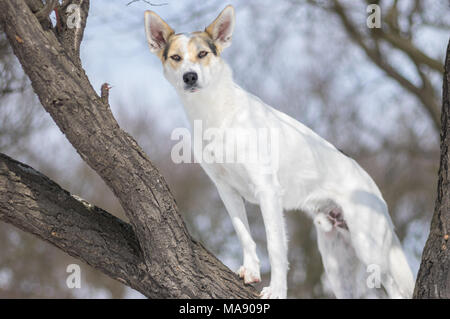 Croix blanche-breed dog debout sur une branche et de l'abricotier pour regarder les ennemis au saison d'hiver Banque D'Images