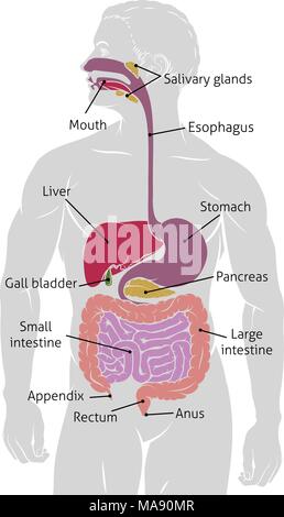 L'intestin humain Système digestif Gastro-intestinal Illustration de Vecteur