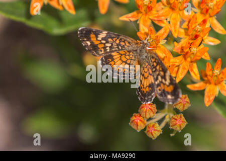 Phaon Crescent papillon sur des fleurs orange Banque D'Images