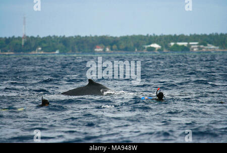 Natation avec baleine à bosse (Megaptera novaeangliae). Les îles Tonga. Polynésie française Banque D'Images