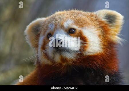 Le panda rouge Banque D'Images