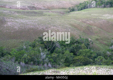 La Gran Sabana, Estado Bolivar, Venezuela Banque D'Images