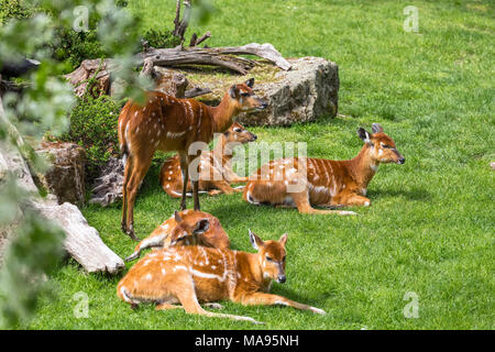 Plusieurs antilope sitatunga se reposant dans la prairie ensoleillée Banque D'Images