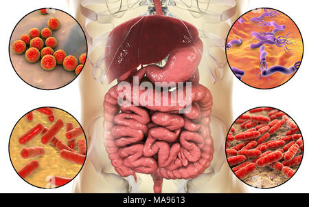 Les bactéries présentes dans le système digestif humain, illustration de l'ordinateur. L'Helicobacter pylori (coin supérieur droit), Enterococcus faecalis (en haut à gauche), Lactobacillus spp. (En bas à droite) et Bifidobacterium spp. (En bas à gauche). Lactobacillus et Bifidobacterium sont la flore normale et avoir des fonctions, comme la synthèse de vitamines et la protection contre les pathogènes. H. pylori est associée à des ulcères gastriques et duodénaux et le cancer de l'estomac. E. faecalis peuvent causer de l'inflammation à l'extérieur de l'intestin, y compris l'endocardite et pyélonéphrite. Banque D'Images