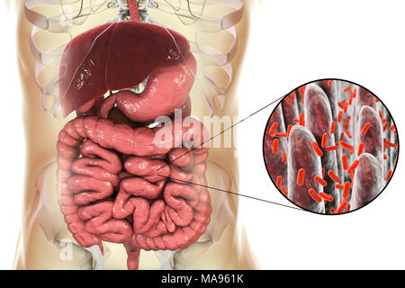 Illustration d'ordinateur du système digestif humain et une vue rapprochée de bactéries dans l'intestin. Banque D'Images