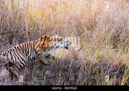 Wild tigre du Bengale, Panthera tigris tigris, snarling, attaquant dans Bandhavgarh Tiger Reserve, Madhya Pradesh, Inde Banque D'Images