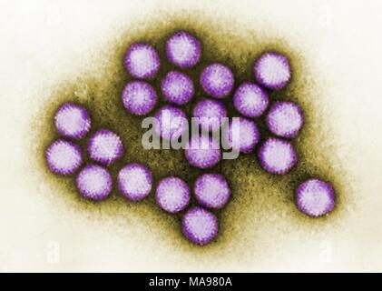 Colorisées en microscopie électronique (TEM) image d'adénovirus, ce qui peut causer des maladies respiratoires chez les autres infections, 1981. Image courtoisie CDC/Dr. G. William Gary, Jr. () Banque D'Images
