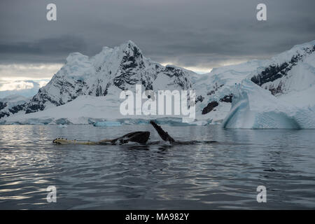 Krill d'alimentation des baleines à bosse Banque D'Images