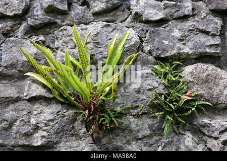 Scolopendre (Phyllitis scolopendrium) et Maidenhair spleenwort (Asplenium trichomanes) poussant sur un mur sur la péninsule de Gower, au Pays de Galles, Royaume-Uni. Banque D'Images