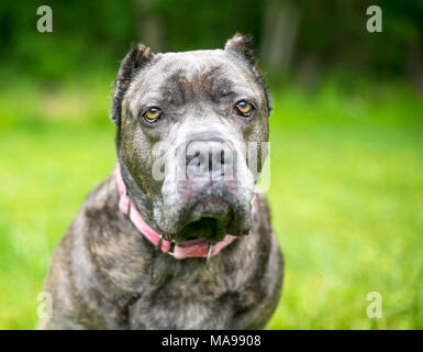 Une Cane Corso dog avec l'otectomie et une expression grincheux Banque D'Images