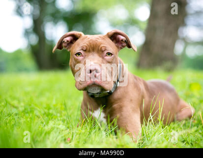 Un pit-bull terrier puppy rouge reposant dans l'herbe Banque D'Images