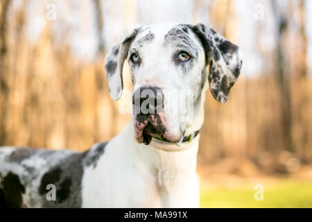 Portrait d'un grand danois Arlequin dog outdoors Banque D'Images