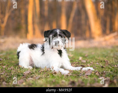 Un terrier dog hirsute allongé dans l'herbe Banque D'Images