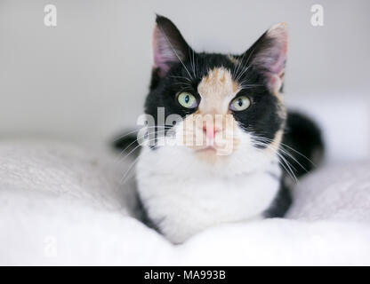 Un chaton Calico détente sur une douce couverture Banque D'Images