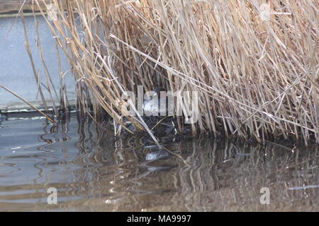 Tachybaptus ruficollis, au Royaume-Uni un peu Bigarré, l'oiseau se nicher en vue d'un chemin public à OARE Marsh réserver dans le Kent, également connu comme un Dabchick. Banque D'Images