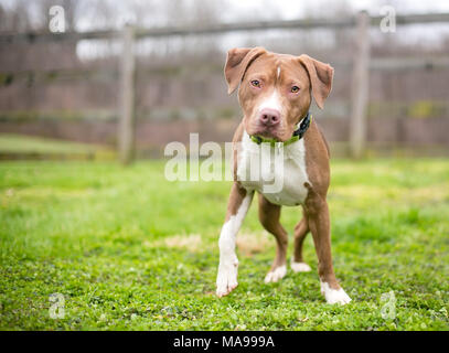 Un rouge et blanc pit-bull terrier dog Banque D'Images