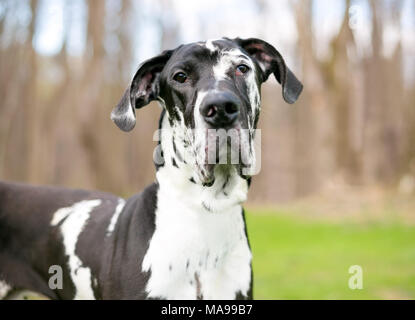 Un noir et blanc arlequin race chien Dogue Allemand Banque D'Images