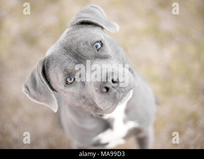 Un pit-bull terrier mix chien à la recherche jusqu'à l'inclinaison de la tête avec un appareil photo Banque D'Images