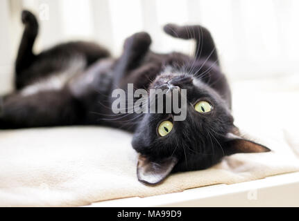 Un chat noir avec des yeux jaunes se trouvant à l'envers Banque D'Images